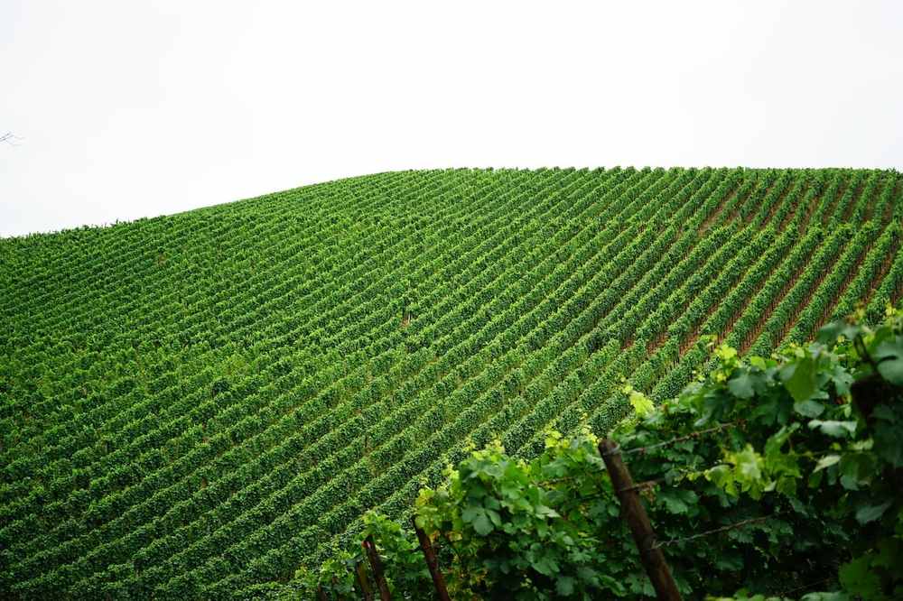 Vignes en rangées sur une colline verdoyante sous ciel gris Vignes en rangées sur une colline verdoyante sous ciel gris